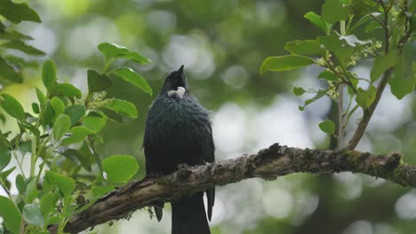 pájaro tui nativo de nueva zelanda