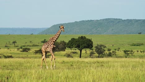 fotografía en cámara lenta de una jirafa en un paisaje exuberante, ambientada en hermosas praderas de sabana, vida silvestre africana en la reserva nacional de maasai mara, kenia, áfrica animales de safari en la reserva de masai mara norte