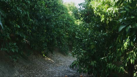 walking-shot-between-the-Orange-navel-trees-showcasing-the-vast-amount-of-trees-surrounding-the-area