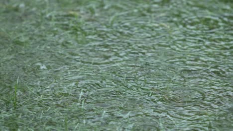 es lluvia en el bosque.