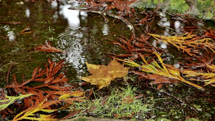 Raindrops Falling into Puddle