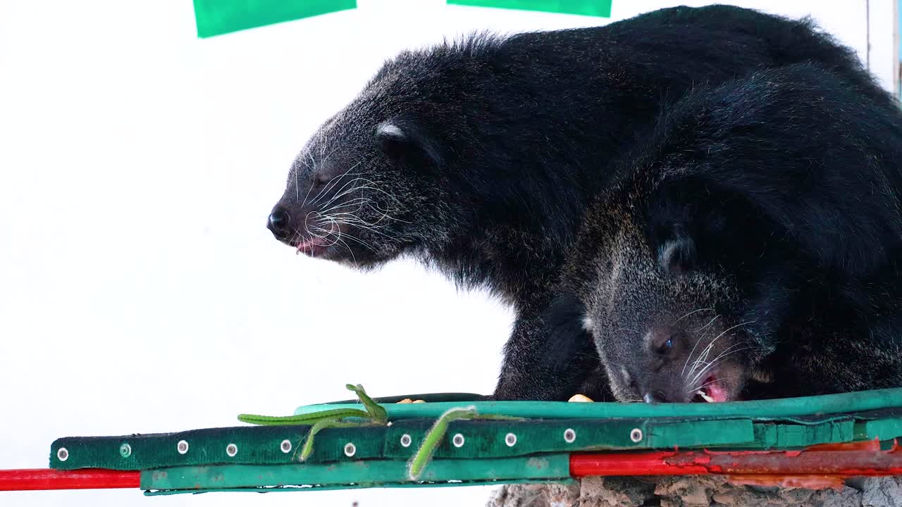 플랫폼에서 상호 작용하는 두 개의 binturongs