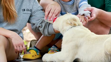 playful lion cub engages with visitors