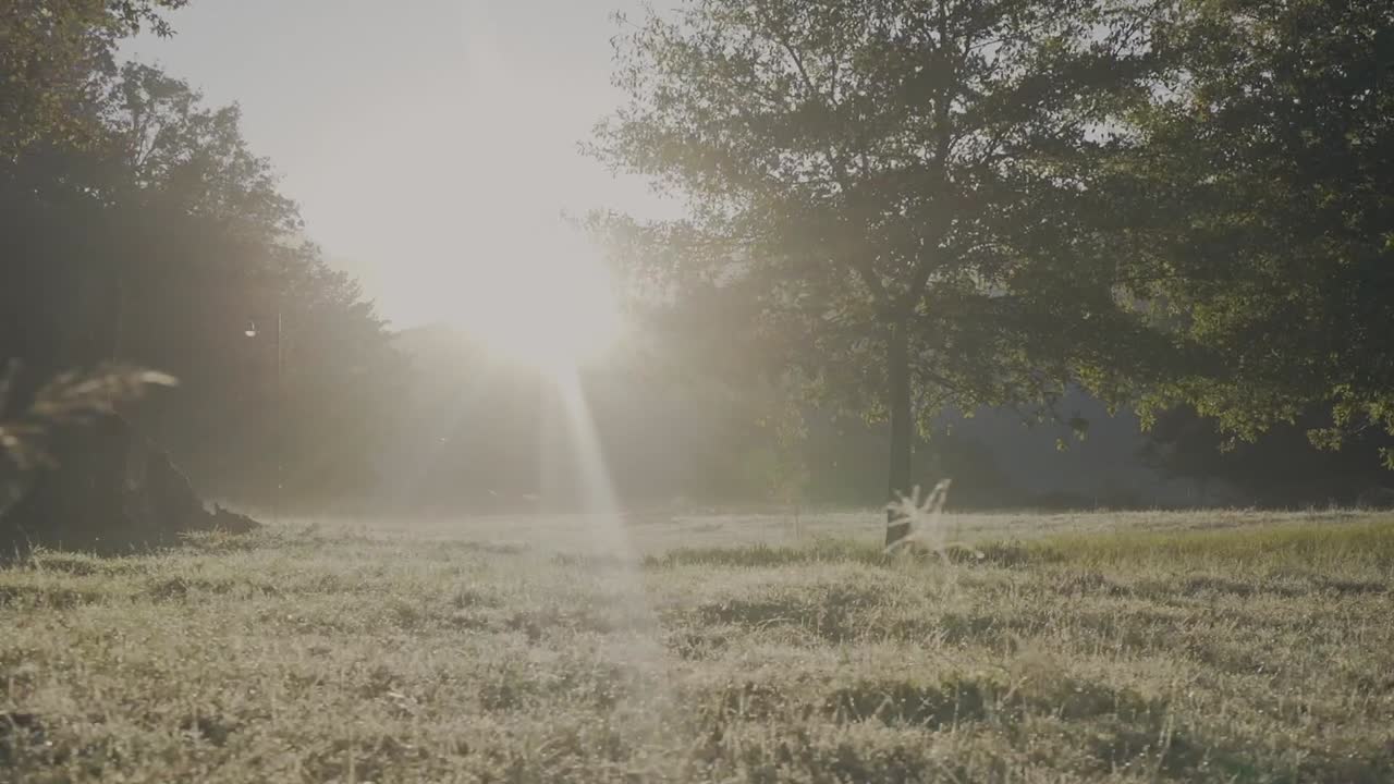 해가 뜨는 동안 안개가 가득한 초원을 가로지르는 카메라 트랙