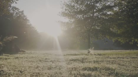 Die-Kamera-Verfolgt-Die-Neblige-Wiese-Während-Des-Sonnenaufgangs