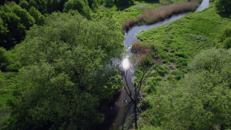 Ruhiger-Fluss-In-Einem-üppigen-Grünen-Wald-An-Einem-Ruhigen,-Sonnigen-Morgen