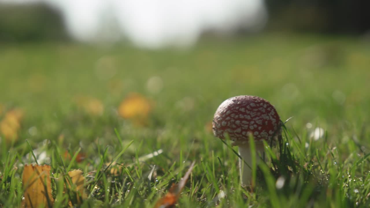 Small amanita in the Finnish autumn wind 50fps so easily slow down to 25fps