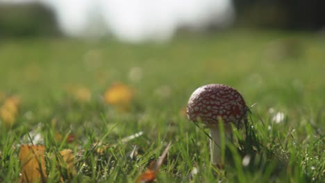 Pequeña-Amanita-En-El-Viento-Otoñal-Finlandés-50-Fps-Tan-Fácilmente-Reduce-La-Velocidad-A-25-Fps