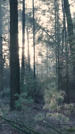 misty forest sunlight