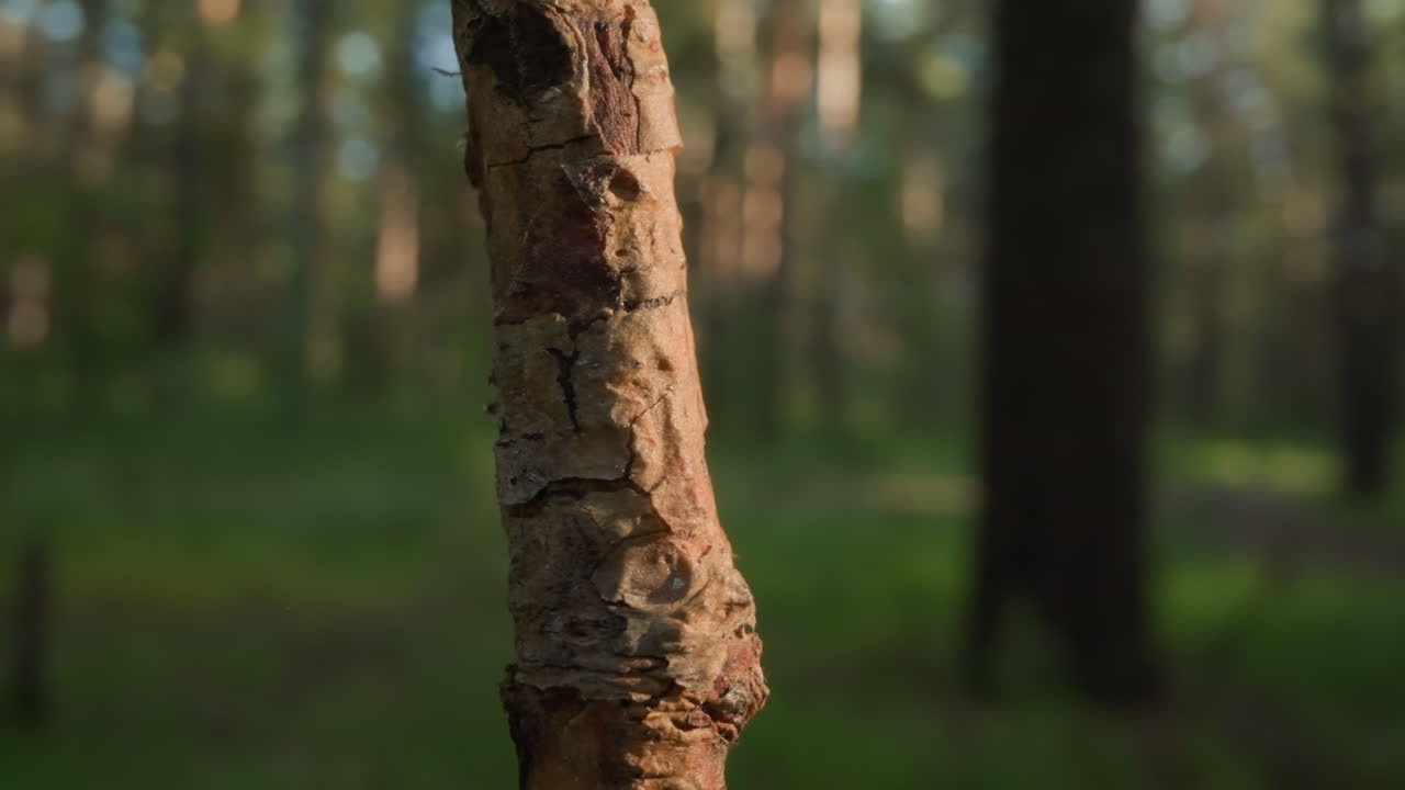Detailed tree bark in sharp focus with dappled sunlight on forest background