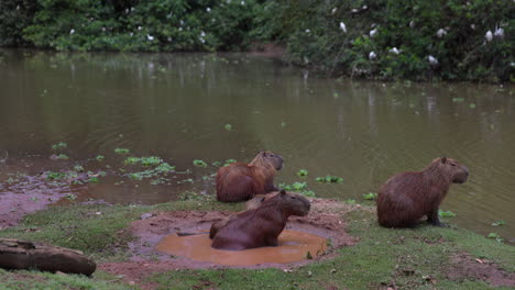 familia de carpinchos salvajes relajándose junto al río para refrescarse en un caluroso día de verano en américa del sur