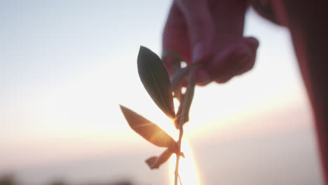 sun shining through plant held in hands