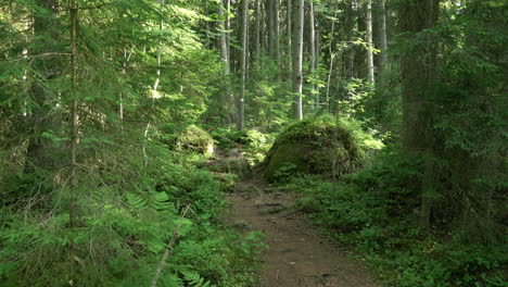 Alter-Mischwald.-Fußweg-über-Felsbrocken.-Nach-Oben-Kippen