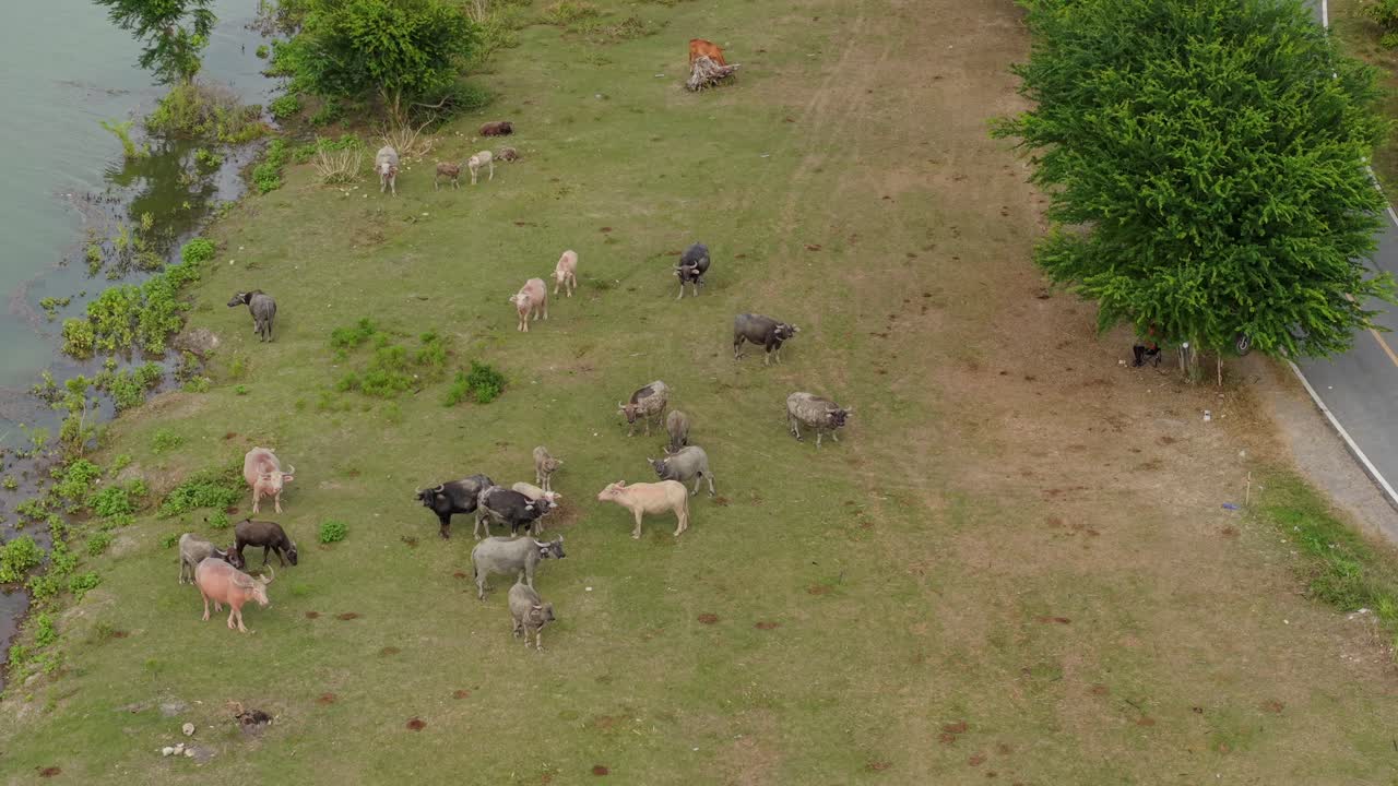 Buffalo Grazing near a River