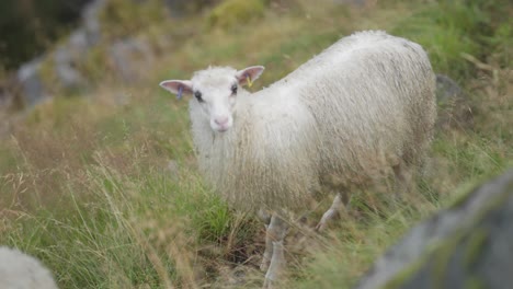 a close-up shot of the white woolly sheep with colorful ear tags