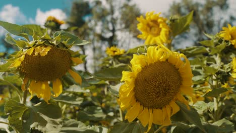 Girasoles-Dorados-En-Plena-Floración-En-Un-Verano-Brillante