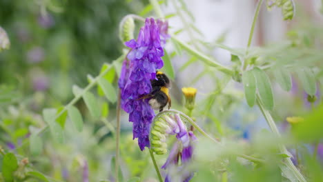 Makro-Tierwelt