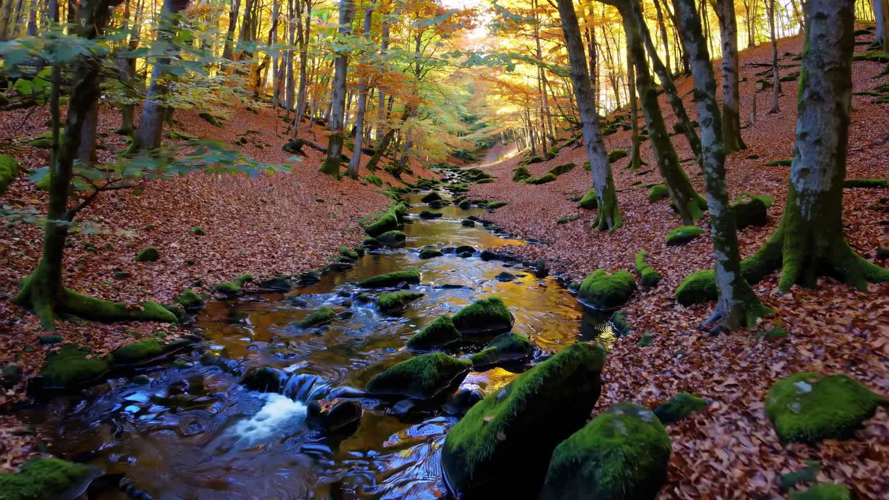 A serene forest stream video captured from a low angle, showcasing vibrant autumn foliage