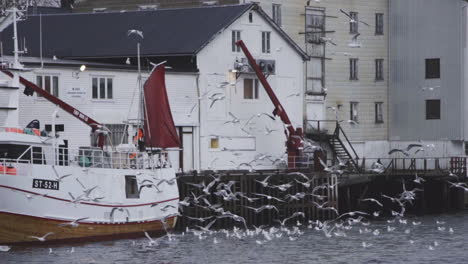 Gaviotas-Desesperadas-Tomando-Vuelo-Desde-El-Puerto-De-Lofoten-Noruega