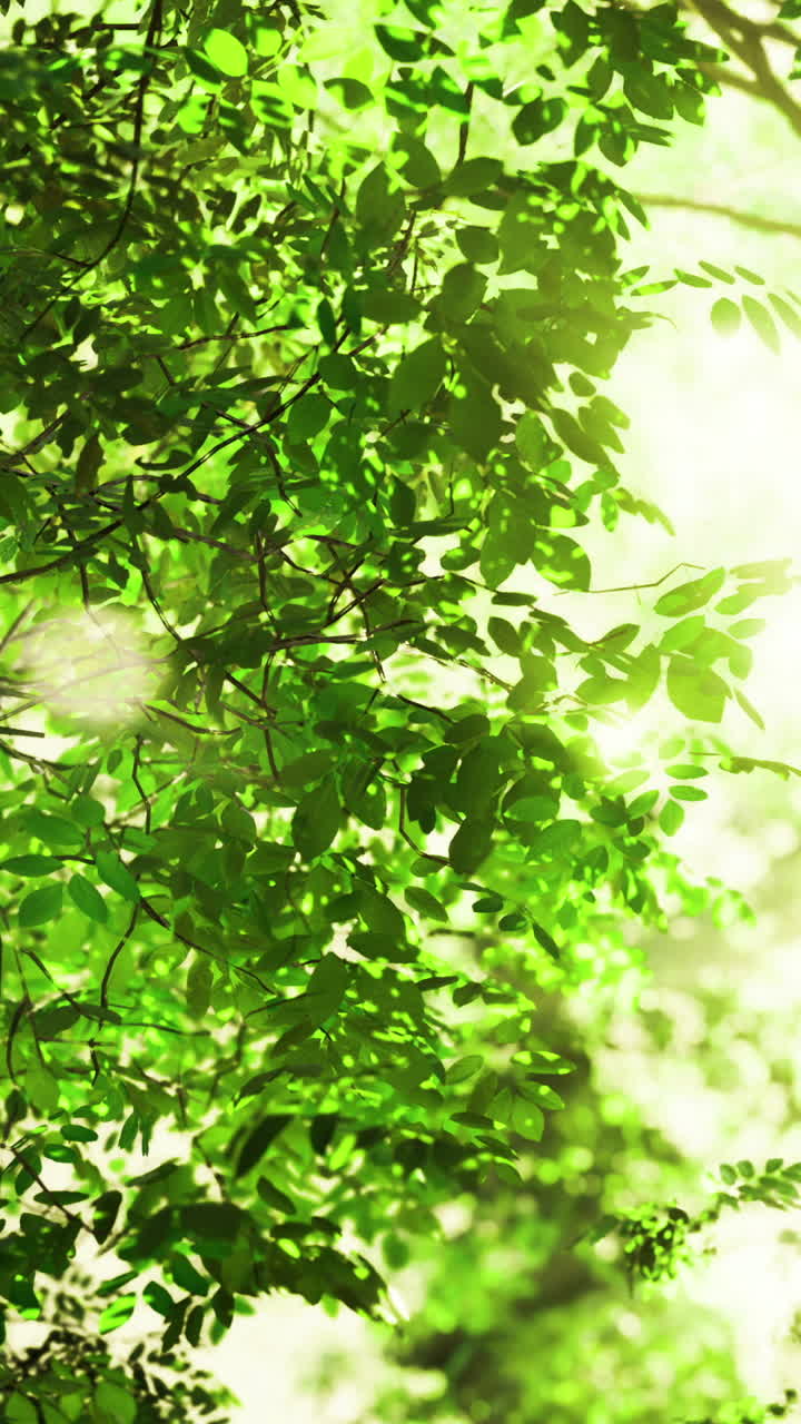 Sunlight filtering through lush green leaves in a serene forest setting
