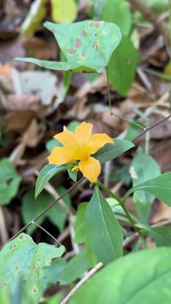 Single Yellow Wildflower Blooming in Forest Undergrowth