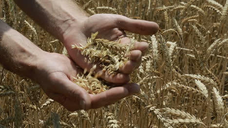 ears of wheat in hand