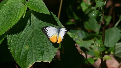 Orange-Gull,-Cepora-iudith,-Kaeng-Krachan-National-Park,-UNESCO-World-Heritage,-Thailand