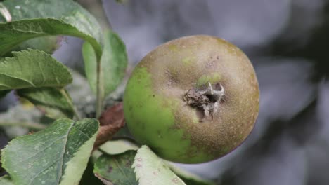 Ein-Rostroter-Essender-Apfel,-Der-An-Einem-Zweig-Eines-Rostroten-Apfelbaums-Hängt