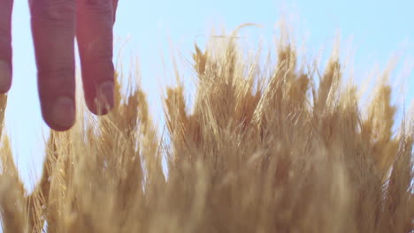 slow motion close-up of finger tips brushing across the tops of wheat