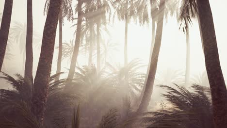 Palmeras-De-Coco-En-La-Niebla-Profunda-De-La-Mañana