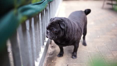 Old-black-pug-looking-out-of-gate,-close-up