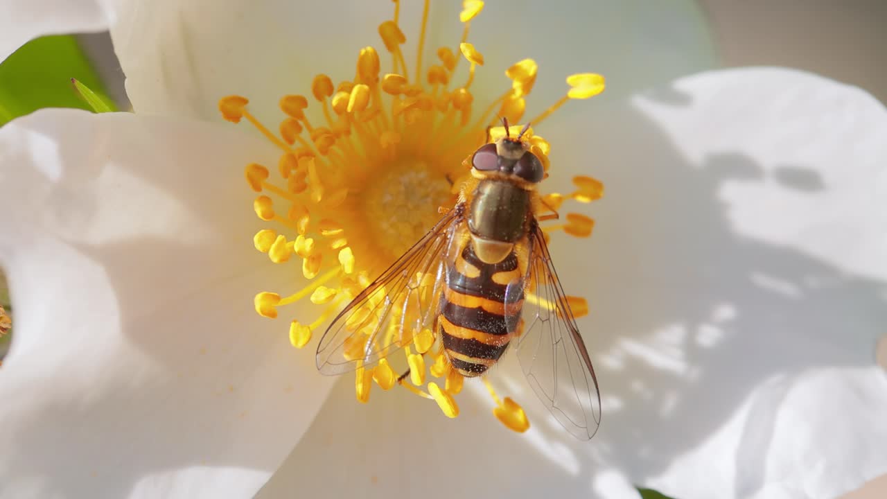 호버플라이, 꽃 플라이 또는 시르피드 플라이, 곤충 가족 시르피디. 그들은 위험한 곤충  ⁇ 벌과  ⁇ 벌로 위장합니다. 많은 종의 성인은 주로 꽃의  ⁇ 과 꽃가루를 먹습니다.