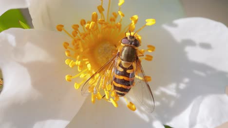 Sírfidos,-Moscas-De-Las-Flores-O-Moscas-Sírfidos,-Insectos-De-La-Familia-Syrphidae.-Se-Disfrazan-De-Insectos-Peligrosos,-Avispas-Y-Abejas.-Los-Adultos-De-Muchas-Especies-Se-Alimentan-Principalmente-Del-Néctar-Y-El-Polen-De-Las-Flores.