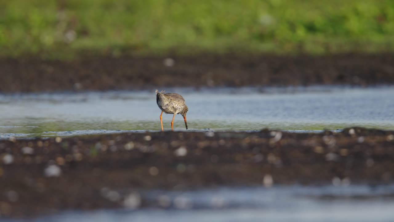 Common redshank Tringa totanus forages in shallows of river