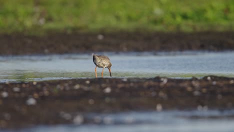 Common-redshank-Tringa-totanus-forages-in-shallows-of-river