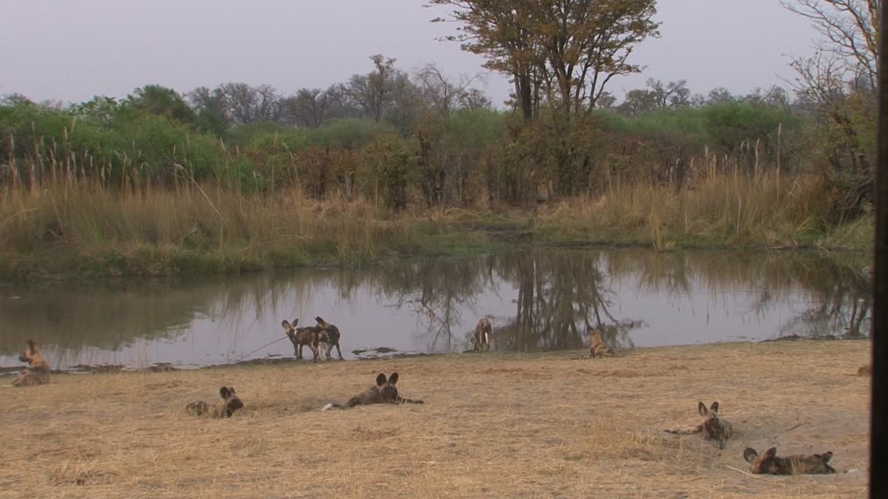 cuatro perros salvajes africanos junto a un estanque descansando después de la caza matutina, posibilidad remota