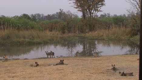 four african wild dogs next to a pond resting after morning hunt, long shot