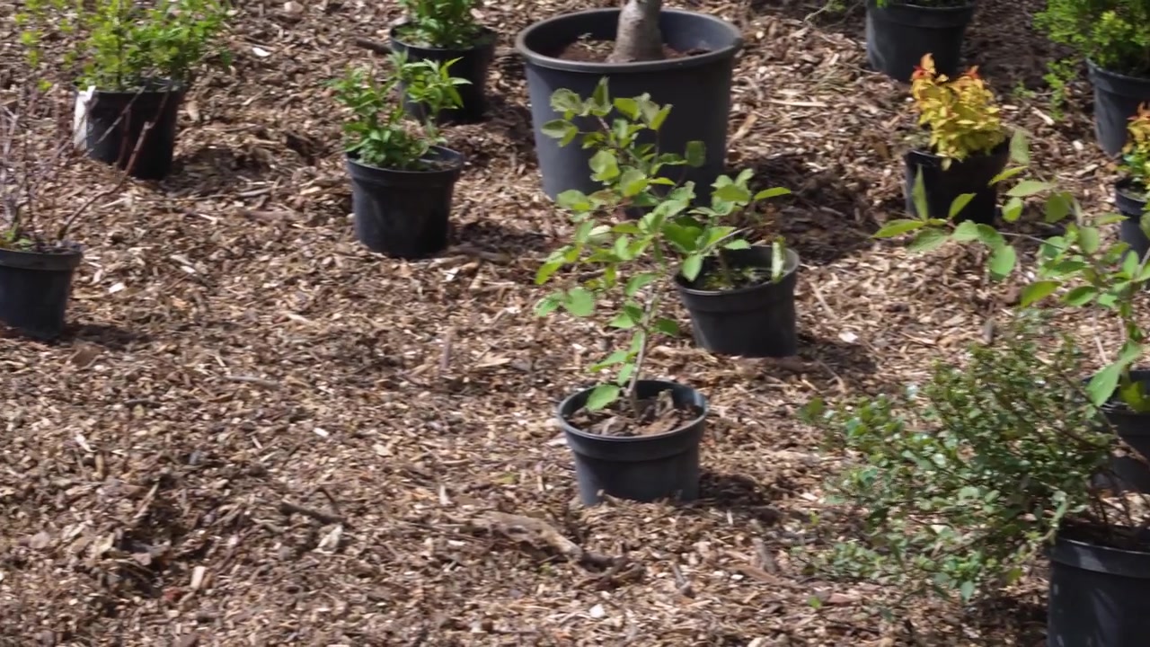 Giardinieri che piantano arbusti che immagazzinano acqua e resistenti alla siccità in pacciame di legno per un giardino della pioggia
