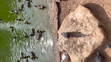 pigeons and ducks on the lake in vertical