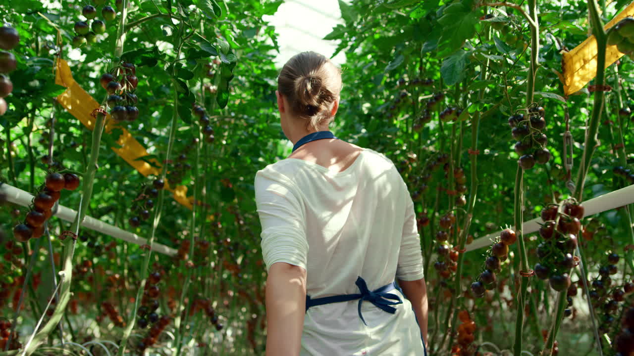 젊은 농부 토마토 플랜테이션 수확 검사. 채소 재배 농업 개념.