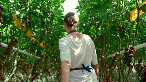 chequeo de la cosecha de la plantación de tomate de un joven agricultor. concepto de agronegocio de hortalizas.