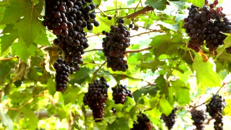 purple red grapes with green leaves on the vine. fresh fruits