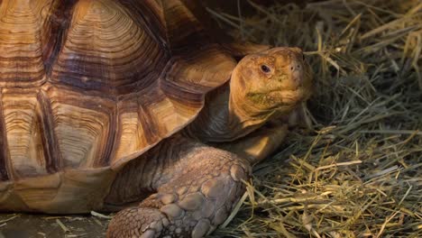 african spurred tortoise or the sulcata tortoise on the ground near the straw on sunset close-up evening time