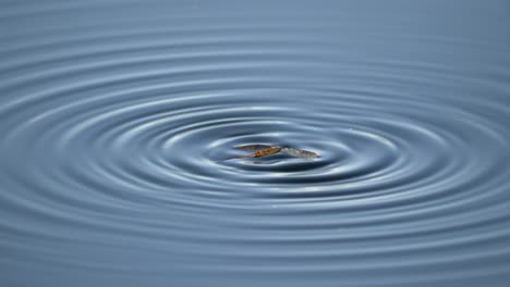 Close-up-of-Wounded-insect-floating-on-the-surface-of-a-lake