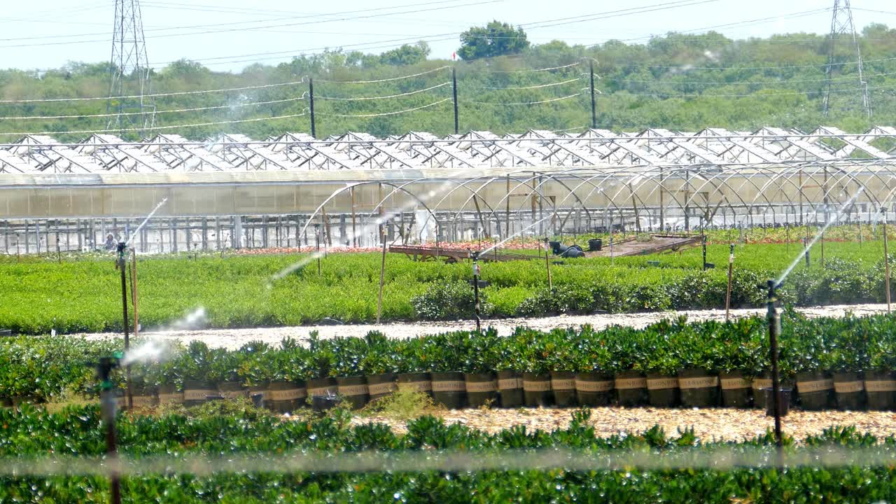 밭에 물을 주는 스프링클러가 있는 농장 종묘장에 있는 그린 하우스 클래스 하우스