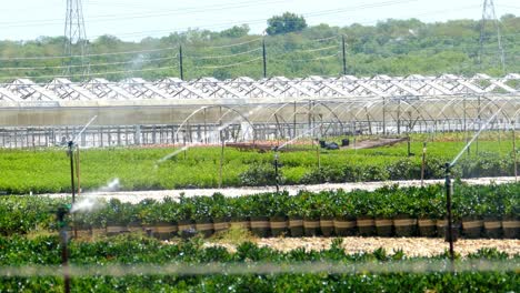 green house class houses in a farm nursery with sprinklers watering the field