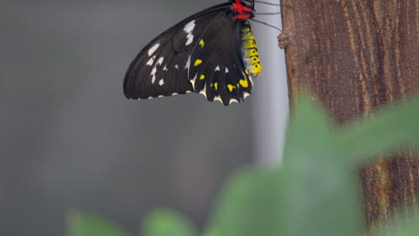Birdwing-Butterfly,-TILT-UP-SHOT