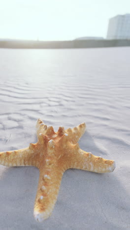 starfish on the beach