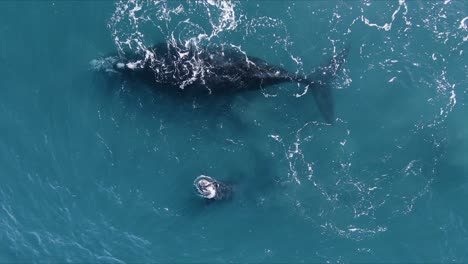 Madre-Ballena-Amamantando-En-La-Peninsula-Valdes,-Patagonia-Argentina---Toma-Aerea-En-Camara-Lenta