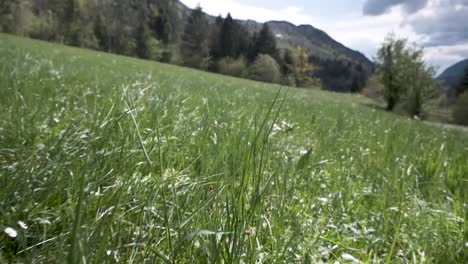 Slow-motion-of-the-grass-blowing-in-the-wind-during-springtime